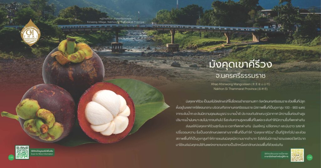 เรื่องเล่าเช้าวันจันทร์ "รู้จักมังคุด GI" เรื่องเล่าเช้าวันจันทร์ "รู้จักมังคุด GI"