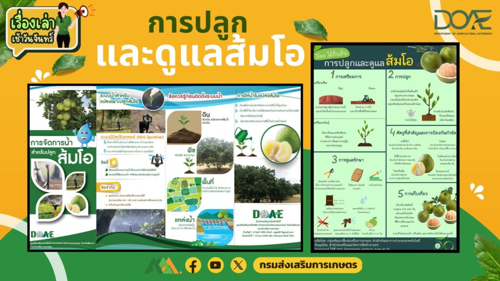 เรื่องเล่าเช้าวันจันทร์ "การปลูกและดูแลส้มโอ"