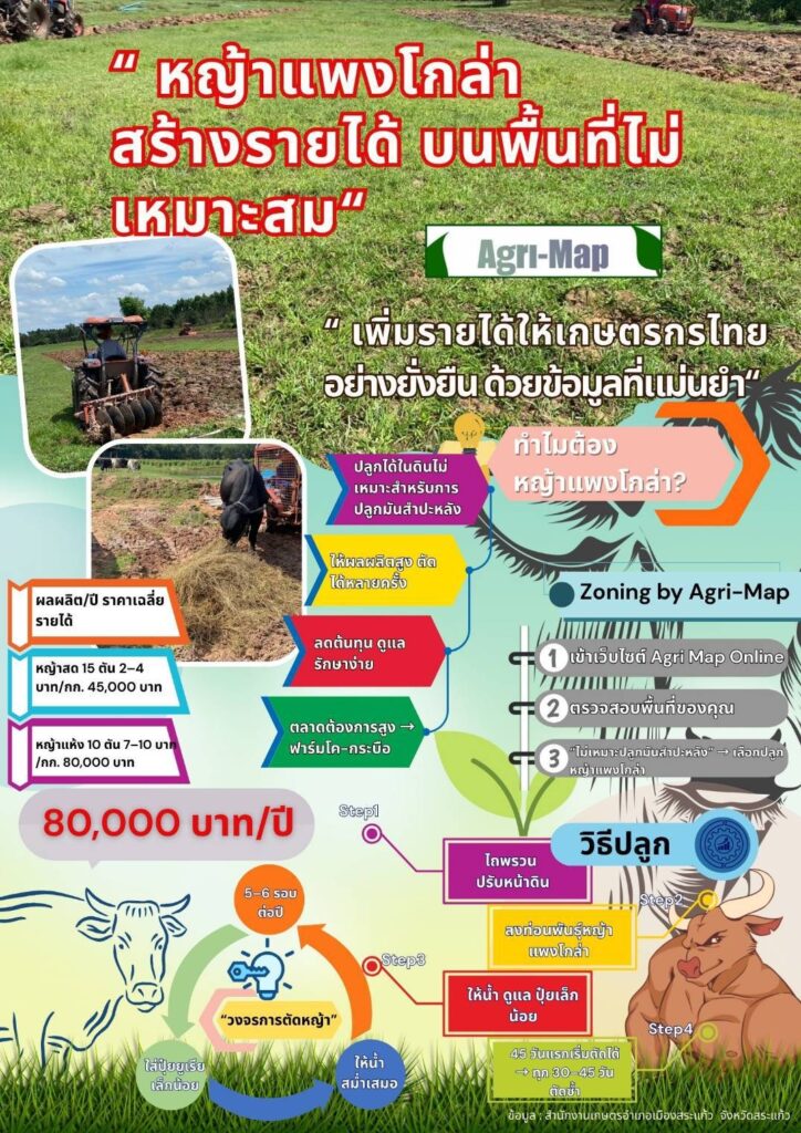 หญ้าแพงโกล่า สร้างรายได้ บนพื้นที่ไม่เหมาะสม