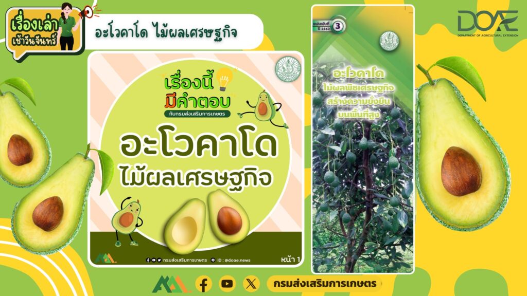เรื่องเล่าเช้าวันจันทร์ "อะโวคาโด ไม้ผลเศรษฐกิจ"
