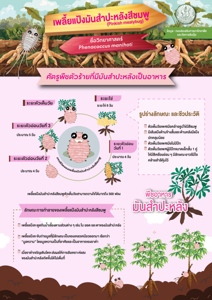 เพลี้ยแป้งมันสำปะหลังสีชมพู (Pinkish mealybug)