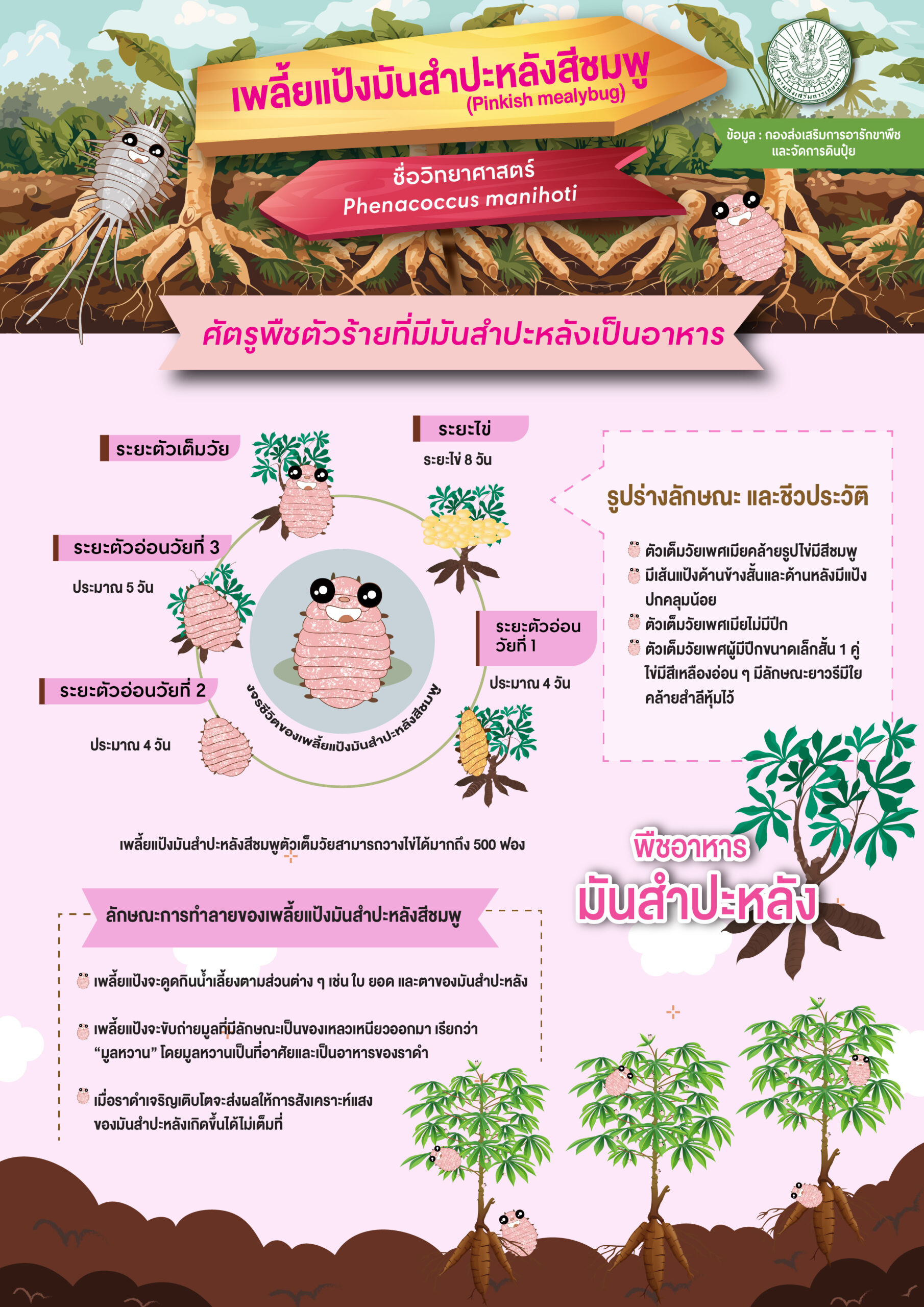 เพลี้ยแป้งมันสำปะหลังสีชมพู (Pinkish mealybug) เพลี้ยแป้งมันสำปะหลังสีชมพู (Pinkish mealybug)