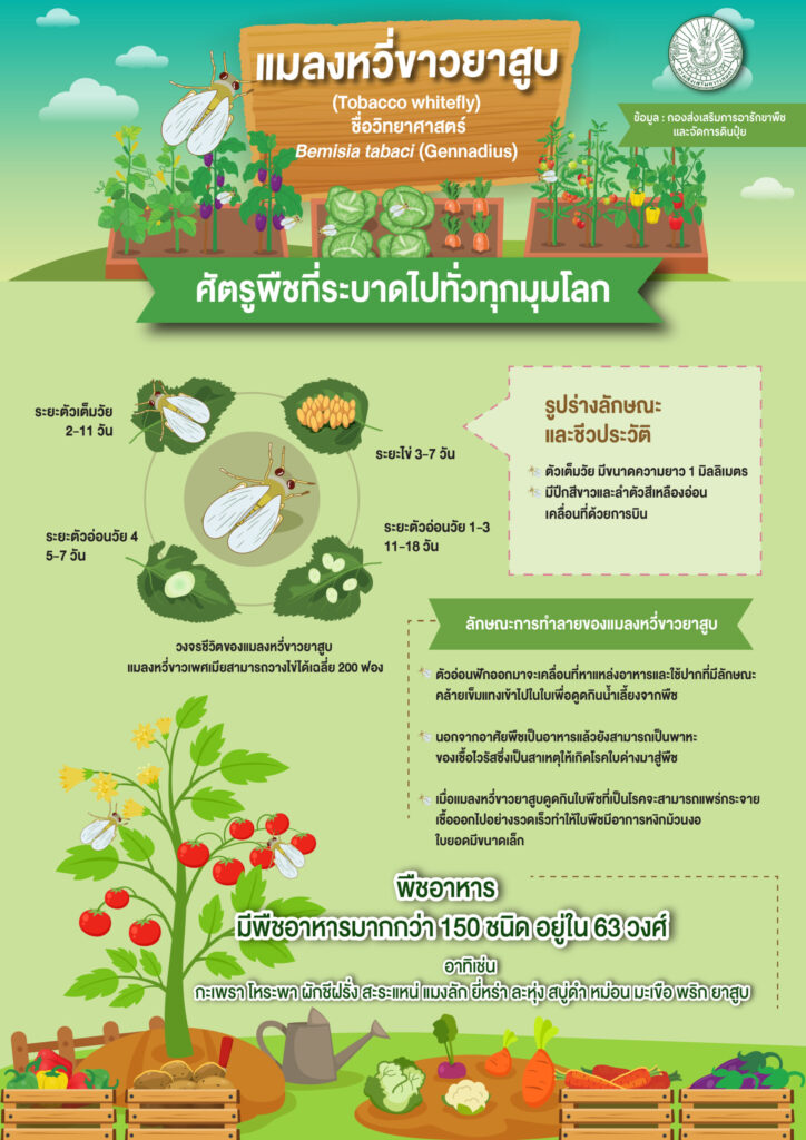 แมลงหวี่ขาวยาสูบ (Tobacco whitefly)