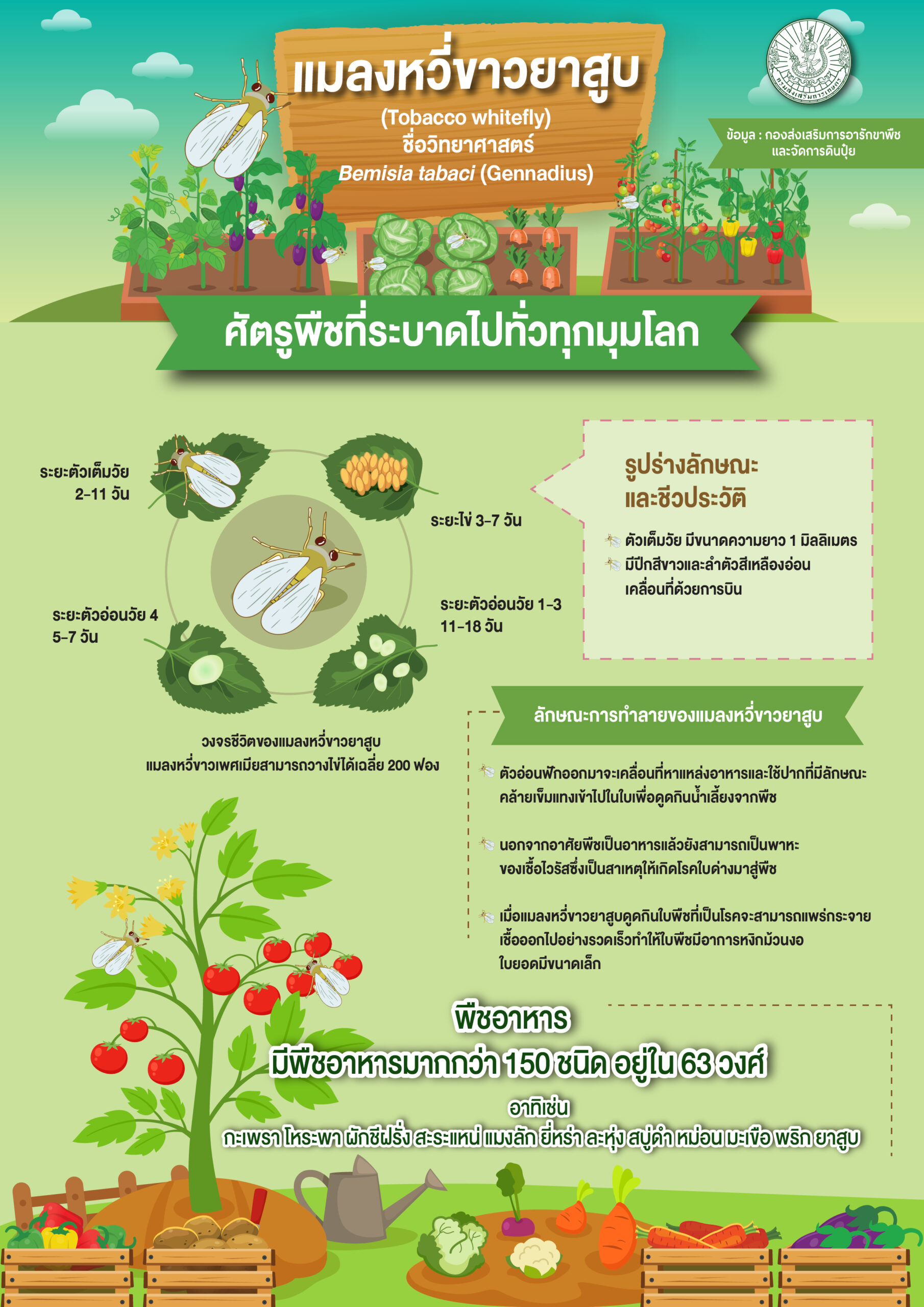 แมลงหวี่ขาวยาสูบ (Tobacco whitefly) แมลงหวี่ขาวยาสูบ (Tobacco whitefly)