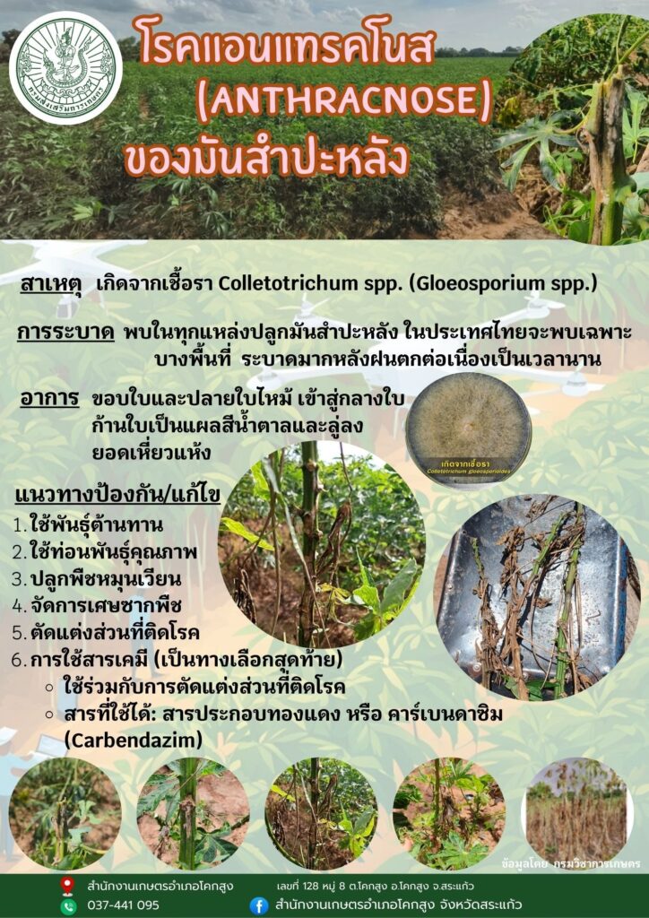โรคแอนแทรคโนสของมันสำปะหลัง โรคแอนแทรคโนสของมันสำปะหลัง