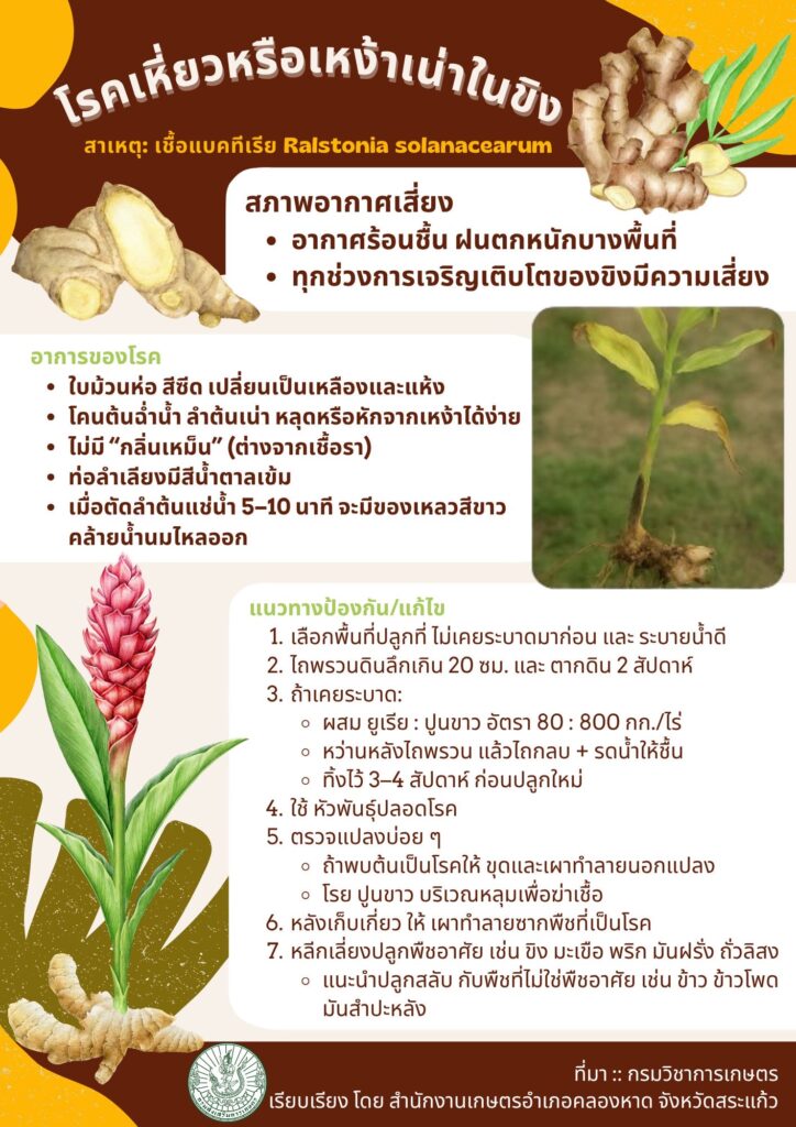 โรคเหี่ยวหรือเหง้าเน่าในขิง โรคเหี่ยวหรือเหง้าเน่าในขิง