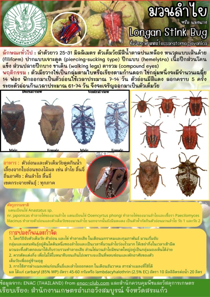 มวนลำไย หรือแมงแกง (Longan Stink Bug)