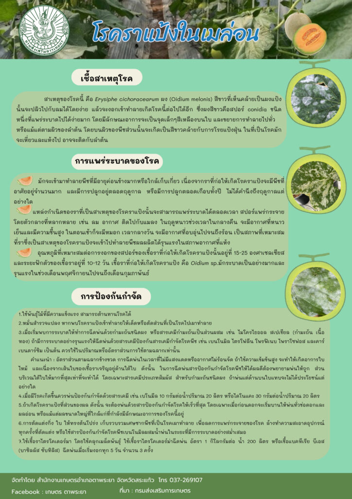 โรคราแป้งในเมล่อน โรคราแป้งในเมล่อน