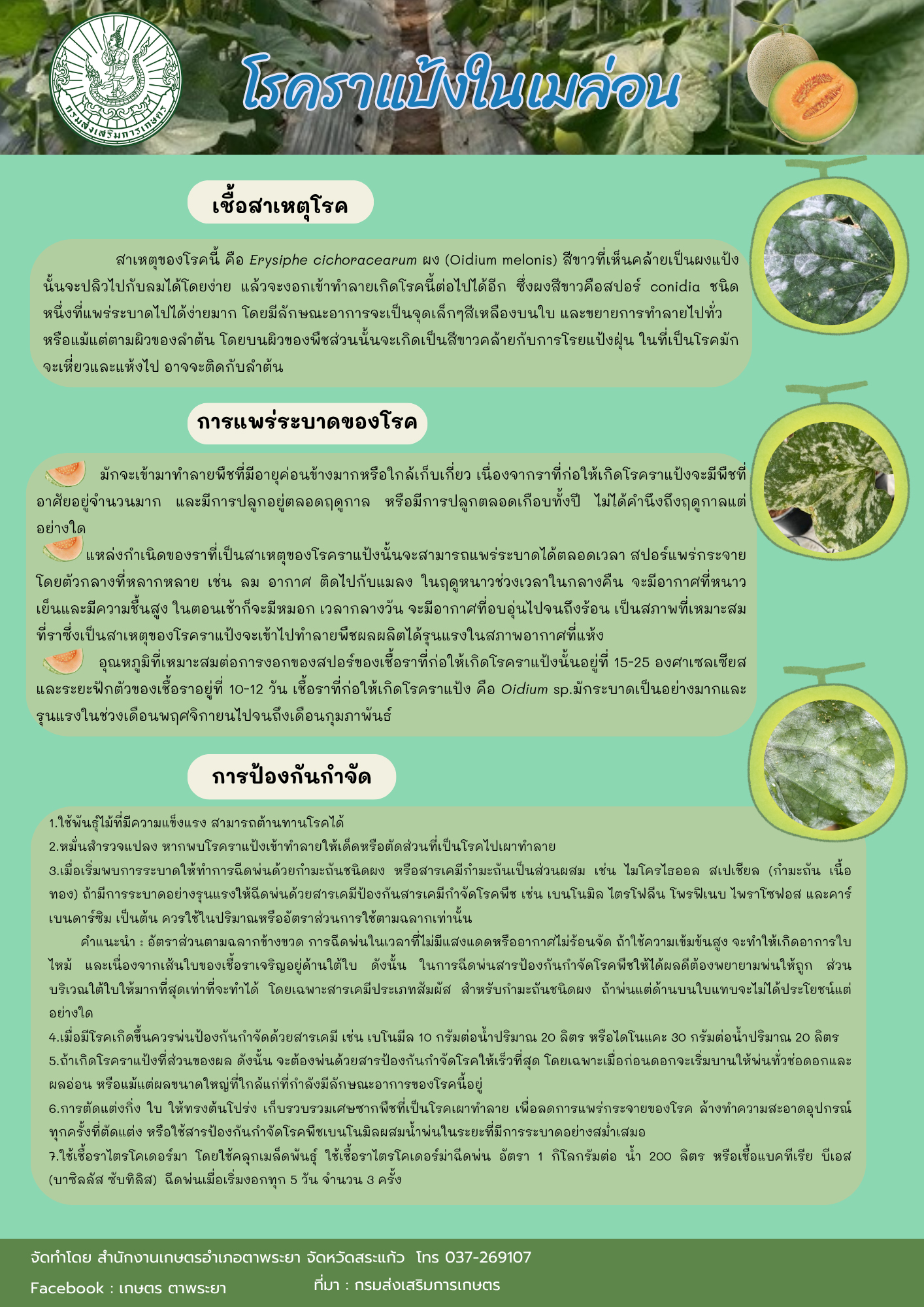 โรคราแป้งในเมล่อน โรคราแป้งในเมล่อน