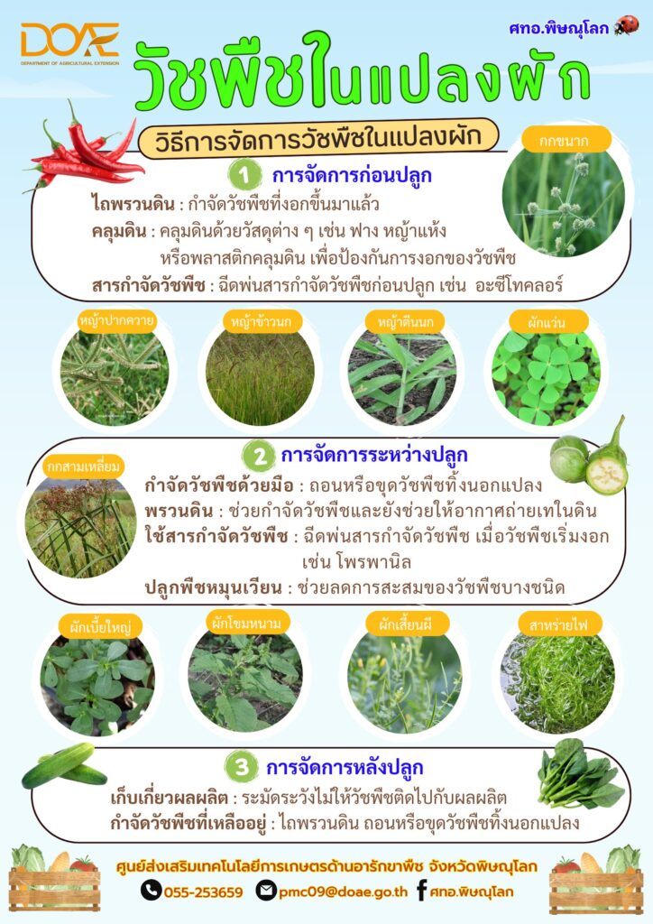 วัชพืชในแปลงผัก วัชพืชในแปลงผัก