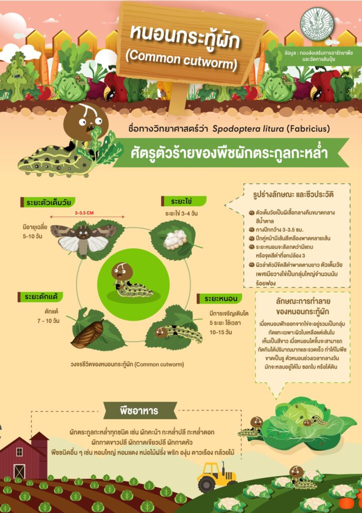 หนอนกระทู้ผัก (Common cutworm)