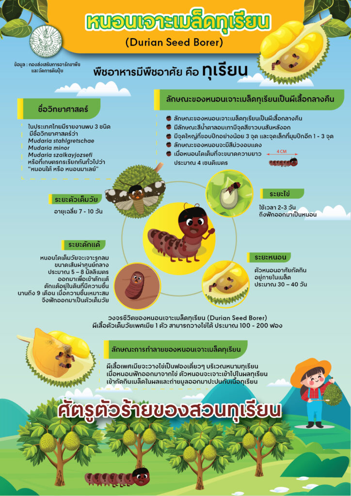 หนอนเจาะเมล็ดทุเรียน (Durian Seed Borer)