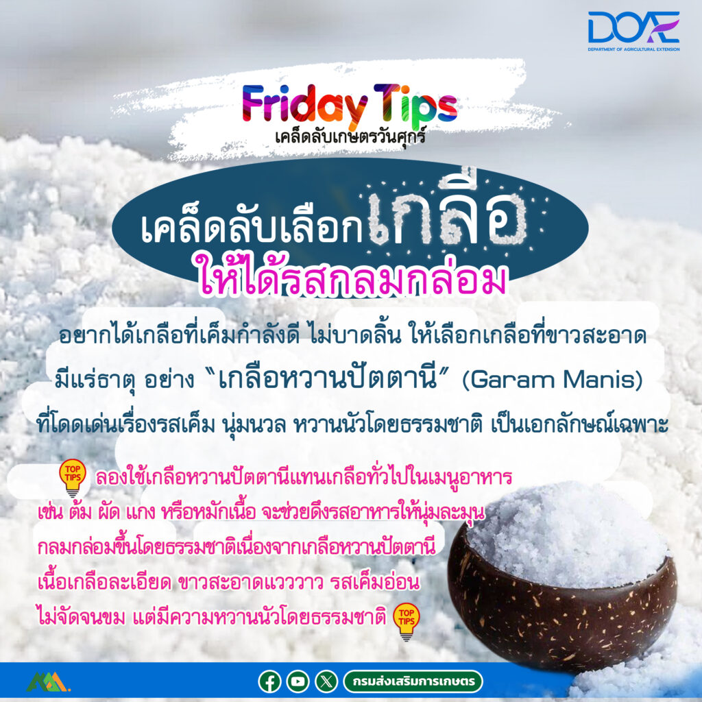 เกลือหวานปัตตานี