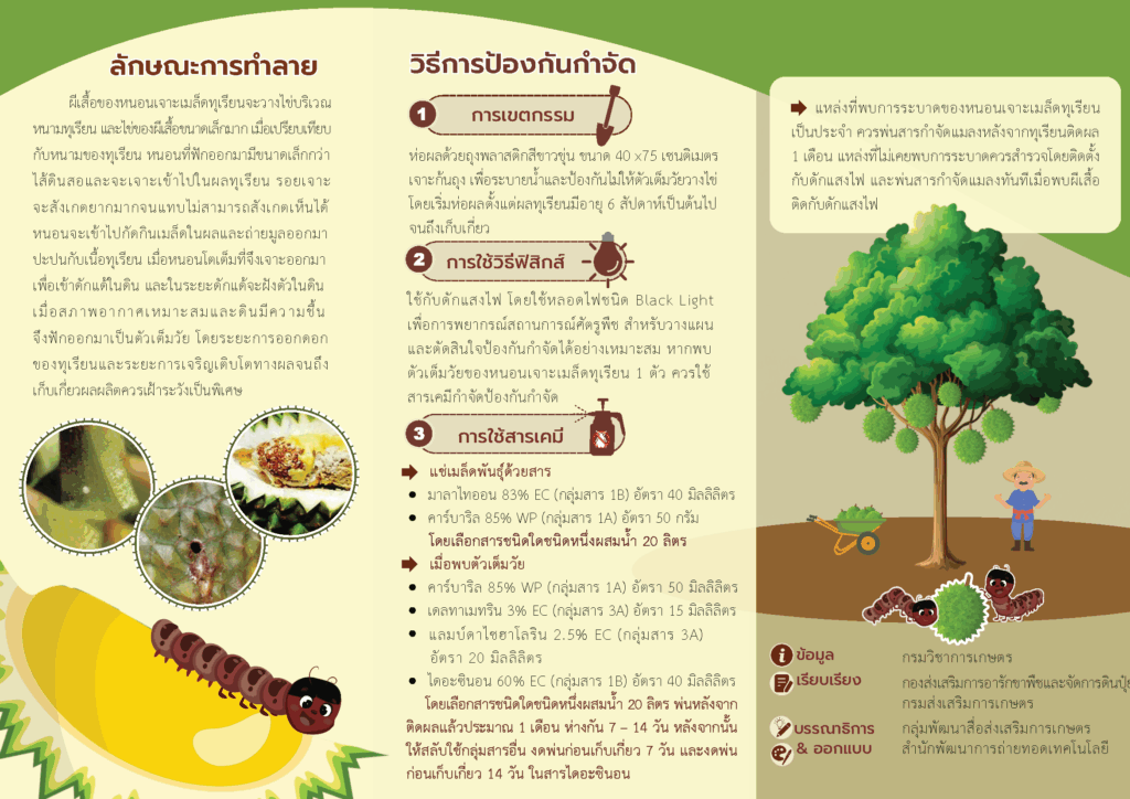 เรื่องเล่าเช้าวันจันทร์ รู้จักหนอนเจาะเมล็ดทุเรียน เรื่องเล่าเช้าวันจันทร์ รู้จักหนอนเจาะเมล็ดทุเรียน
