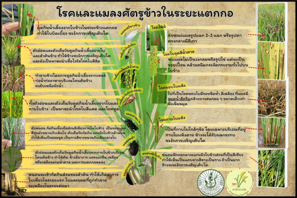 โรคและแมลงศัตรูข้าวในระยะแตกกอ โรคและแมลงศัตรูข้าวในระยะแตกกอ