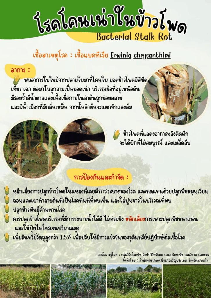 โรคโคนเน่าในข้าวโพด (Bacterial Stalk Rot) โรคโคนเน่าในข้าวโพด (Bacterial Stalk Rot)