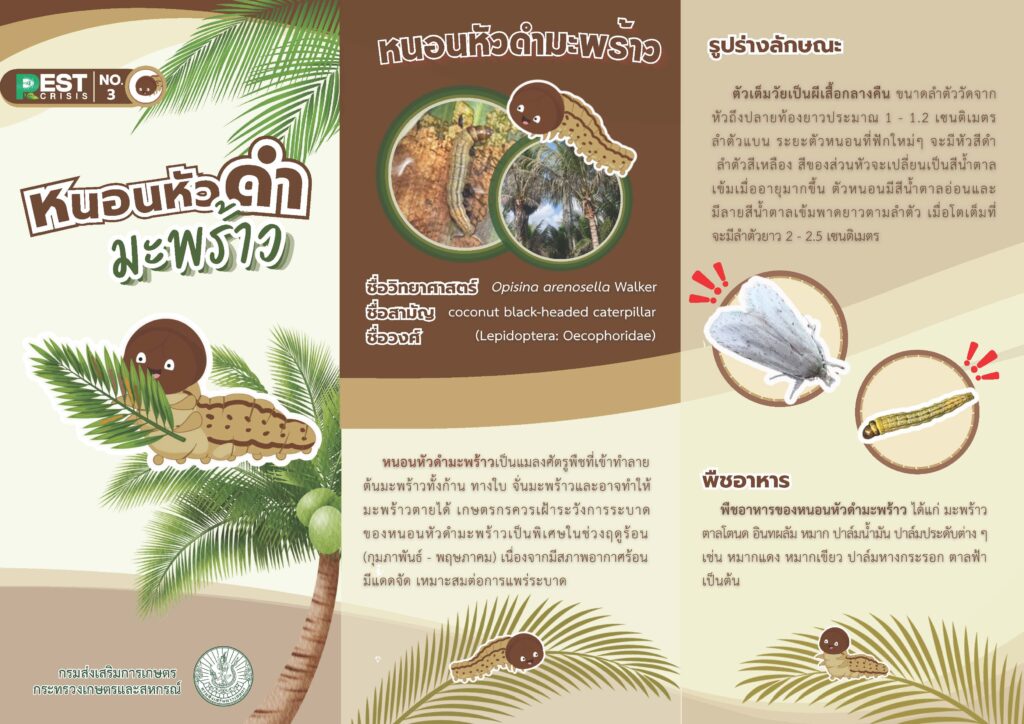 หนอนหัวดำมะพร้าว หนอนหัวดำมะพร้าว