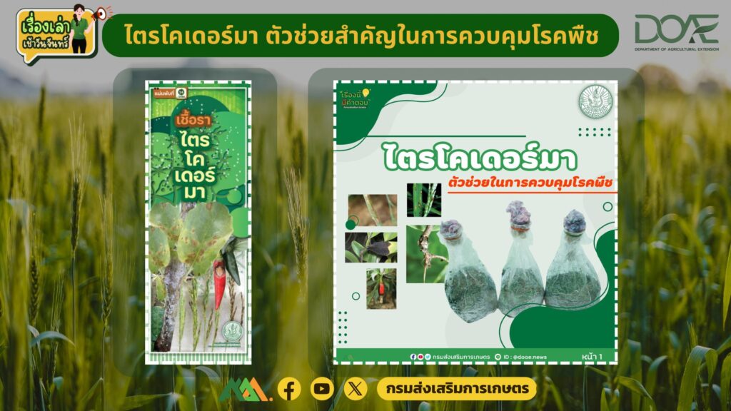 เรื่องเล่าเช้าวันจันทร์ “ไตรโคเดอร์มา ตัวช่วยสำคัญในการควบคุมโรคพืช” เรื่องเล่าเช้าวันจันทร์ “ไตรโคเดอร์มา ตัวช่วยสำคัญในการควบคุมโรคพืช”