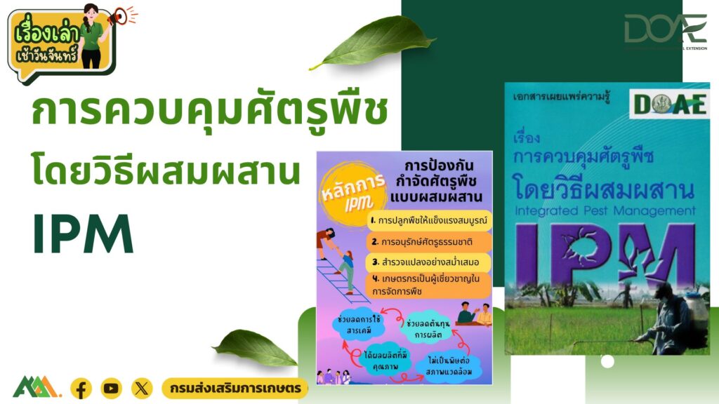 เรื่องเล่าเช้าวันจันทร์ "การควบคุมศัตรูพืชโดยวิธีผสมผสาน IPM" เรื่องเล่าเช้าวันจันทร์ "การควบคุมศัตรูพืชโดยวิธีผสมผสาน IPM"