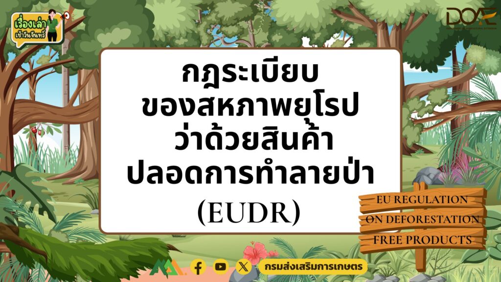 เรื่องเล่าเช้าวันจันทร์ "กฎระเบียบของสหภาพยุโรปว่าด้วยสินค้าปลอดการทำลายป่า (EUDR)" เรื่องเล่าเช้าวันจันทร์ "กฎระเบียบของสหภาพยุโรปว่าด้วยสินค้าปลอดการทำลายป่า (EUDR)"