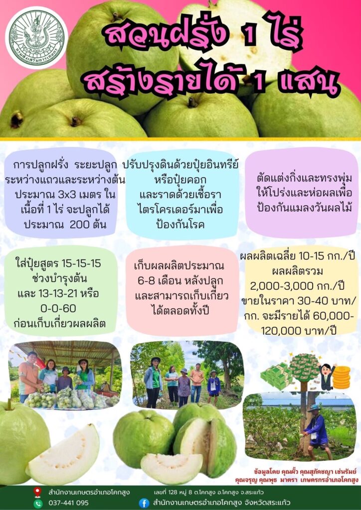 สวนฝรั่ง 1 ไร่ สร้างรายได้ 1 แสน
