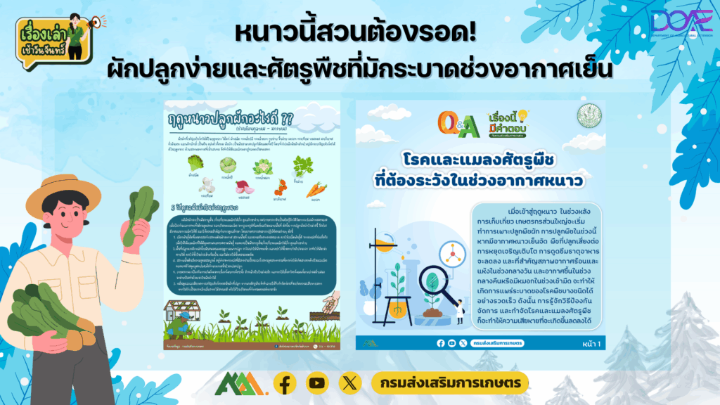 เรื่องเล่าเช้าวันจันทร์ หนาวนี้สวนต้องรอด! ผักปลูกง่ายและศัตรูพืชที่มักระบาดช่วงอากาศเย็น เรื่องเล่าเช้าวันจันทร์ หนาวนี้สวนต้องรอด! ผักปลูกง่ายและศัตรูพืชที่มักระบาดช่วงอากาศเย็น