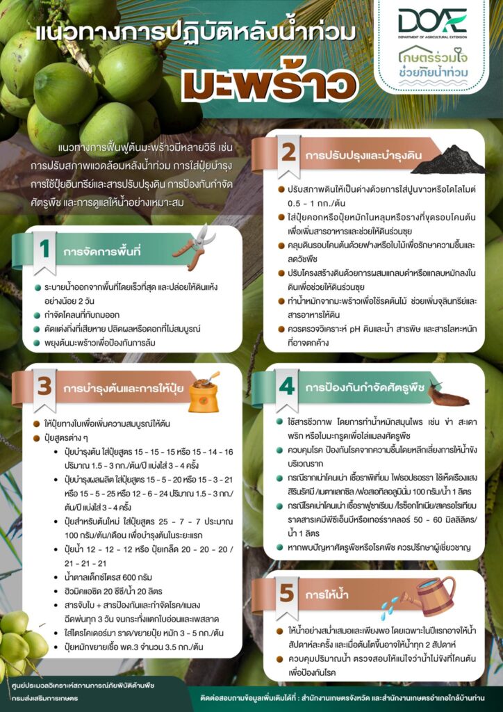 แนวทางการปฏิบัติหลังน้ำท่วม : มะพร้าว แนวทางการปฏิบัติหลังน้ำท่วม : มะพร้าว