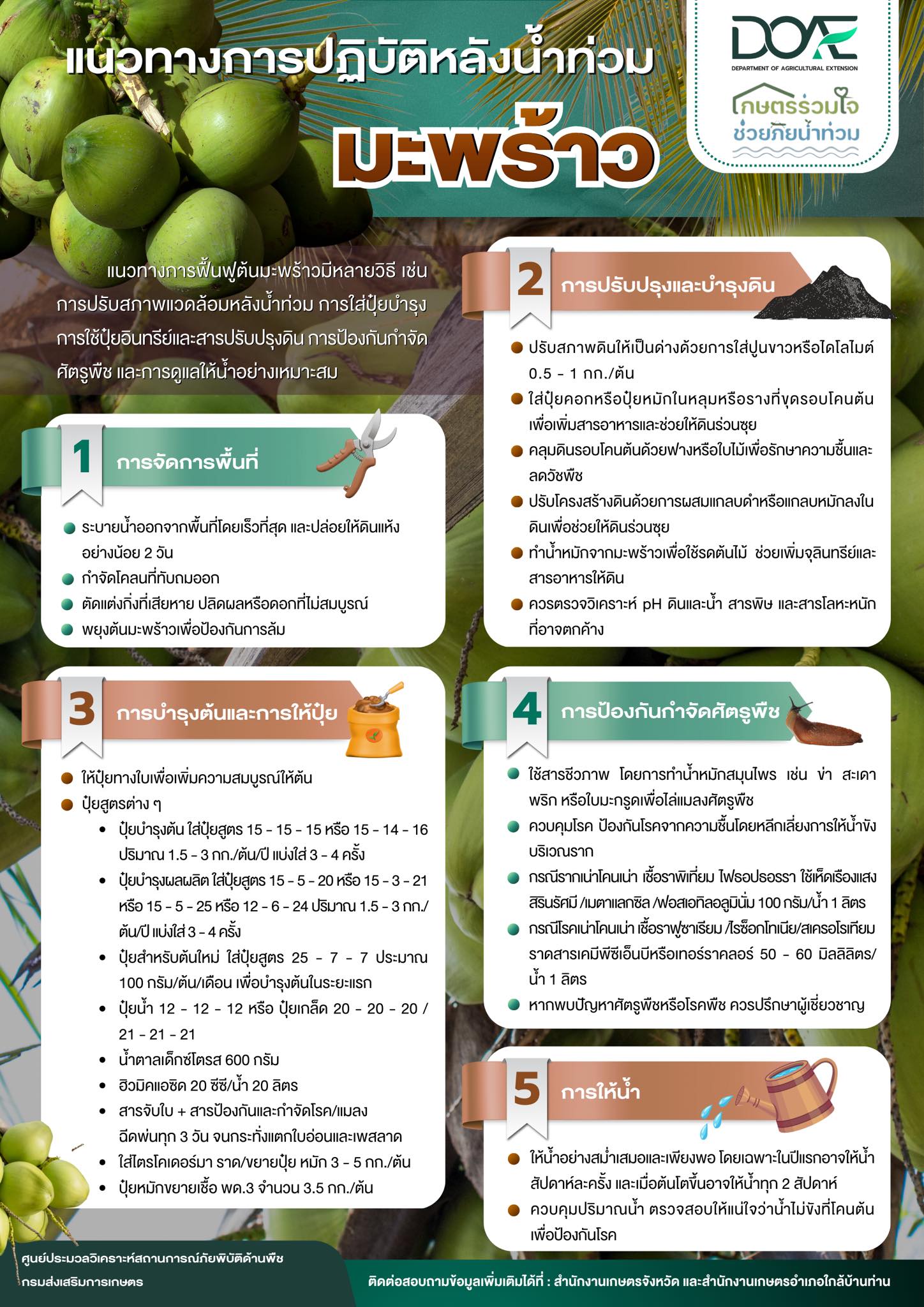 แนวทางการปฏิบัติหลังน้ำท่วม : มะพร้าว แนวทางการปฏิบัติหลังน้ำท่วม : มะพร้าว