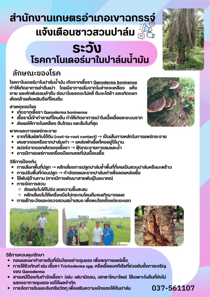 ระวังโรคกาโนเดอร์มาในปาล์มน้ำมัน ระวังโรคกาโนเดอร์มาในปาล์มน้ำมัน