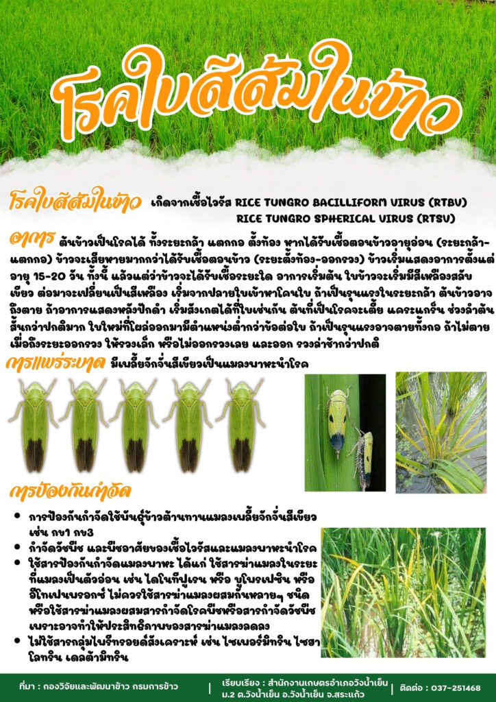โรคใบสีส้มในข้าว โรคใบสีส้มในข้าว