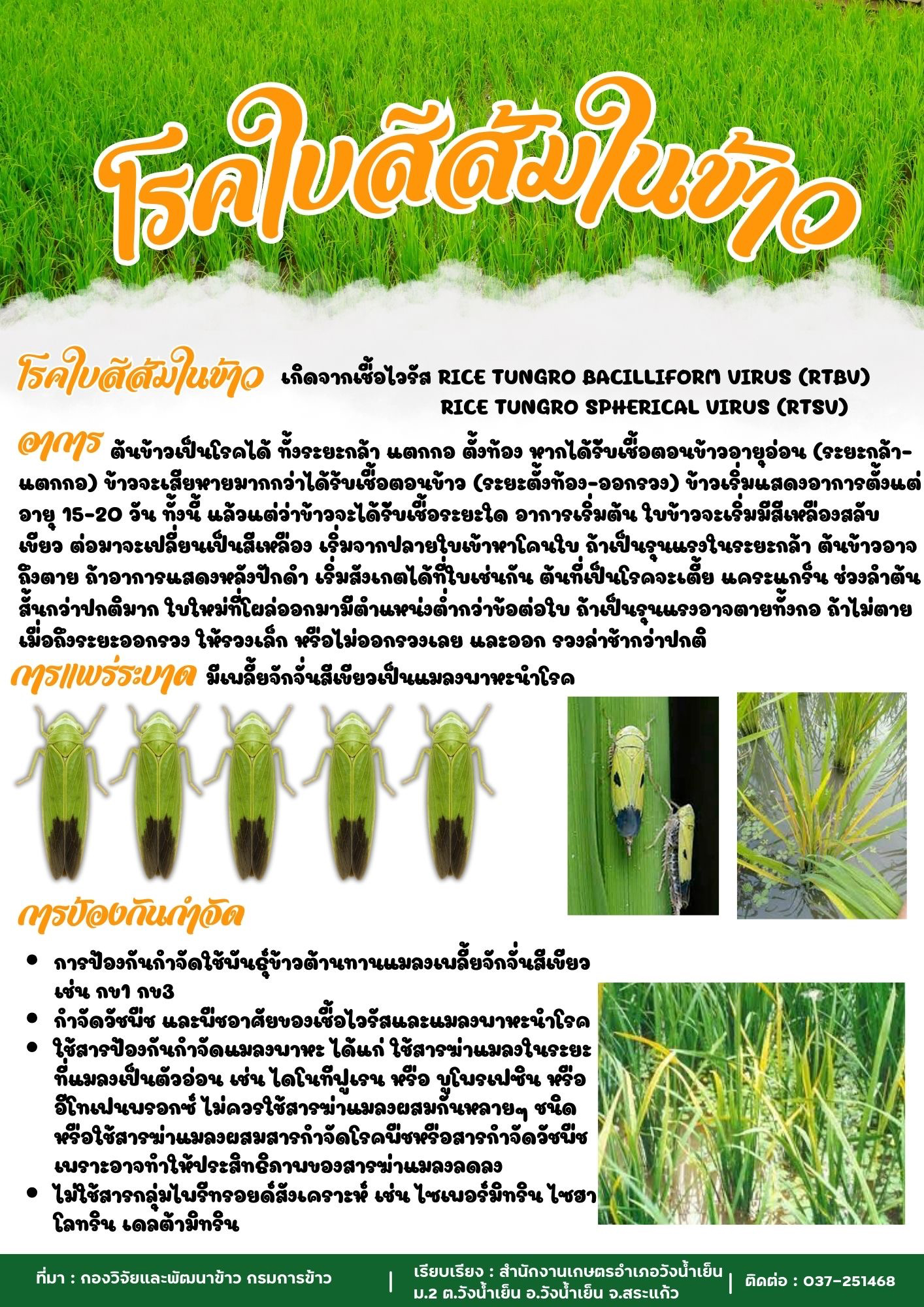 โรคใบสีส้มในข้าว โรคใบสีส้มในข้าว