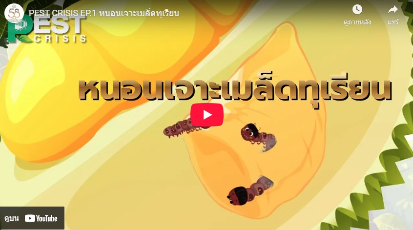 หนอนเจาะเมล็ดทุเรียน (clip video) หนอนเจาะเมล็ดทุเรียน (clip video)