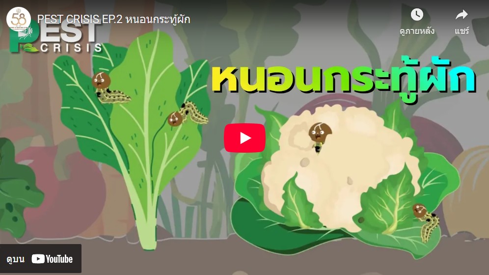 หนอนกระทู้ผัก (clip video)