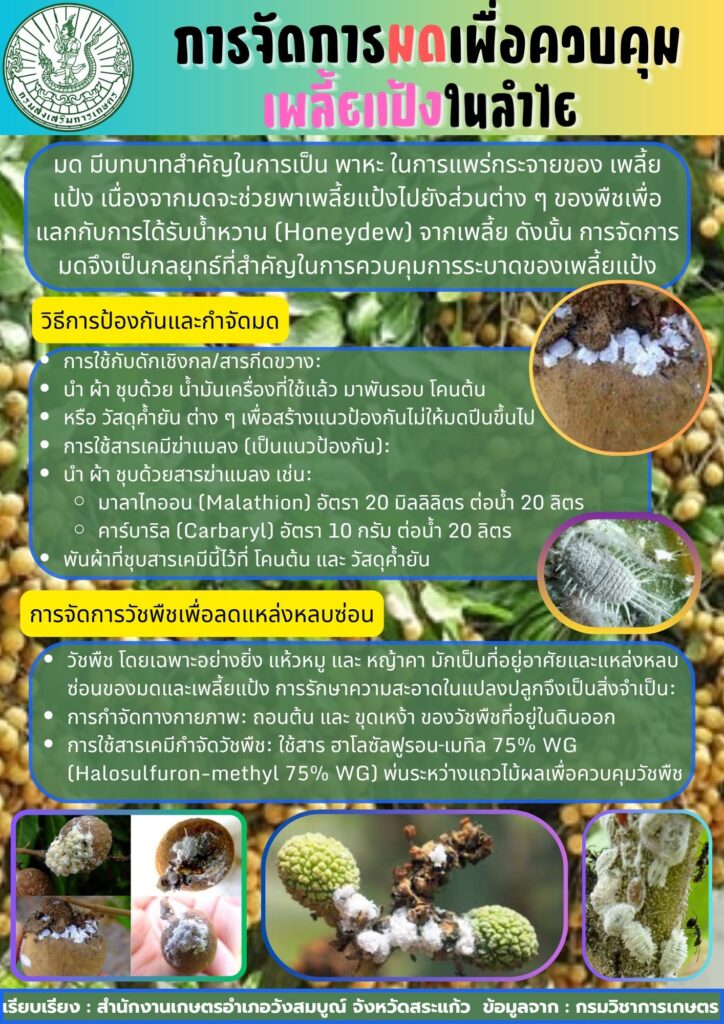 การจัดการมดเพื่อควบคุมเพลี้ยแป้งในลำไย การจัดการมดเพื่อควบคุมเพลี้ยแป้งในลำไย