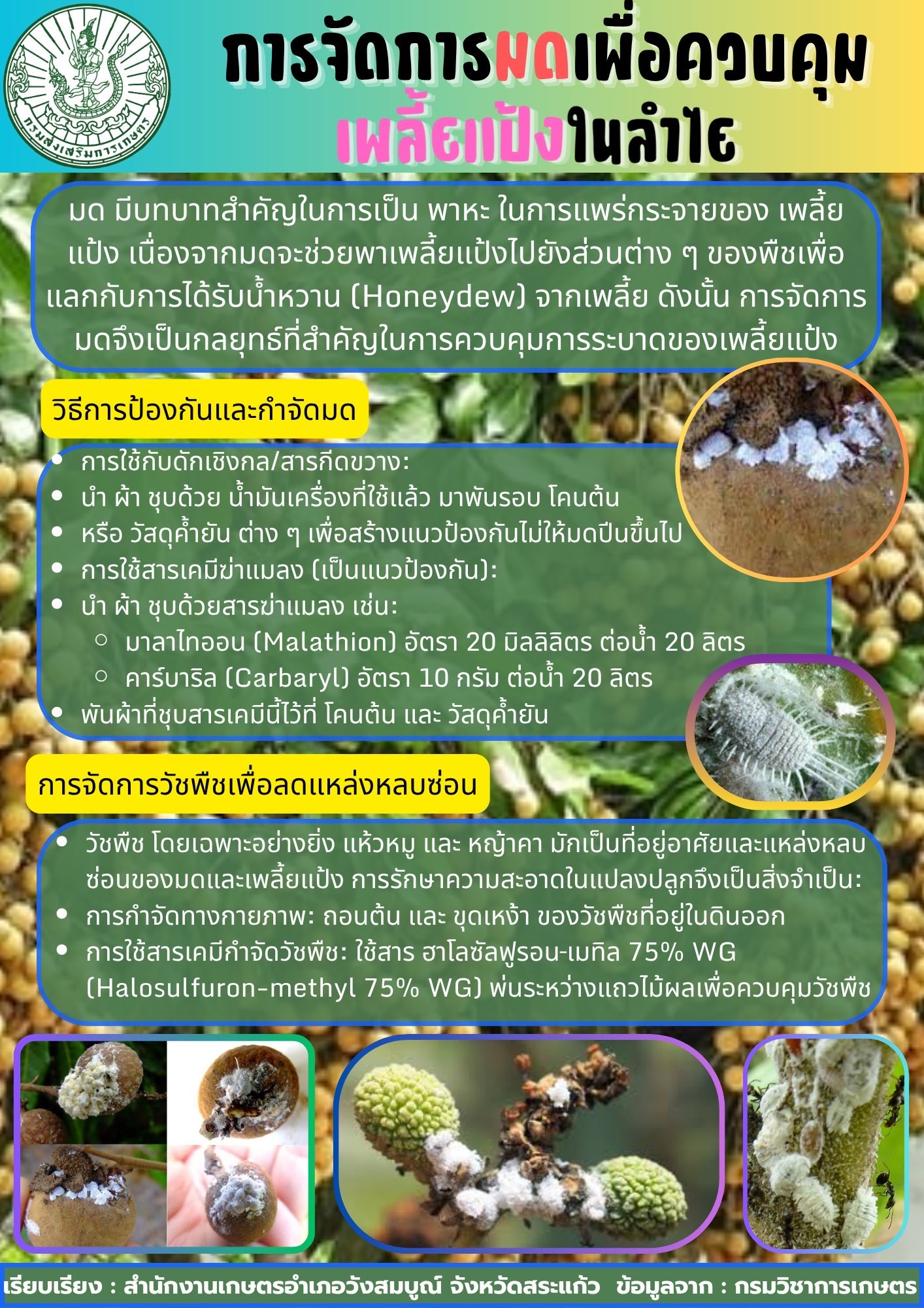 การจัดการมดเพื่อควบคุมเพลี้ยแป้งในลำไย การจัดการมดเพื่อควบคุมเพลี้ยแป้งในลำไย