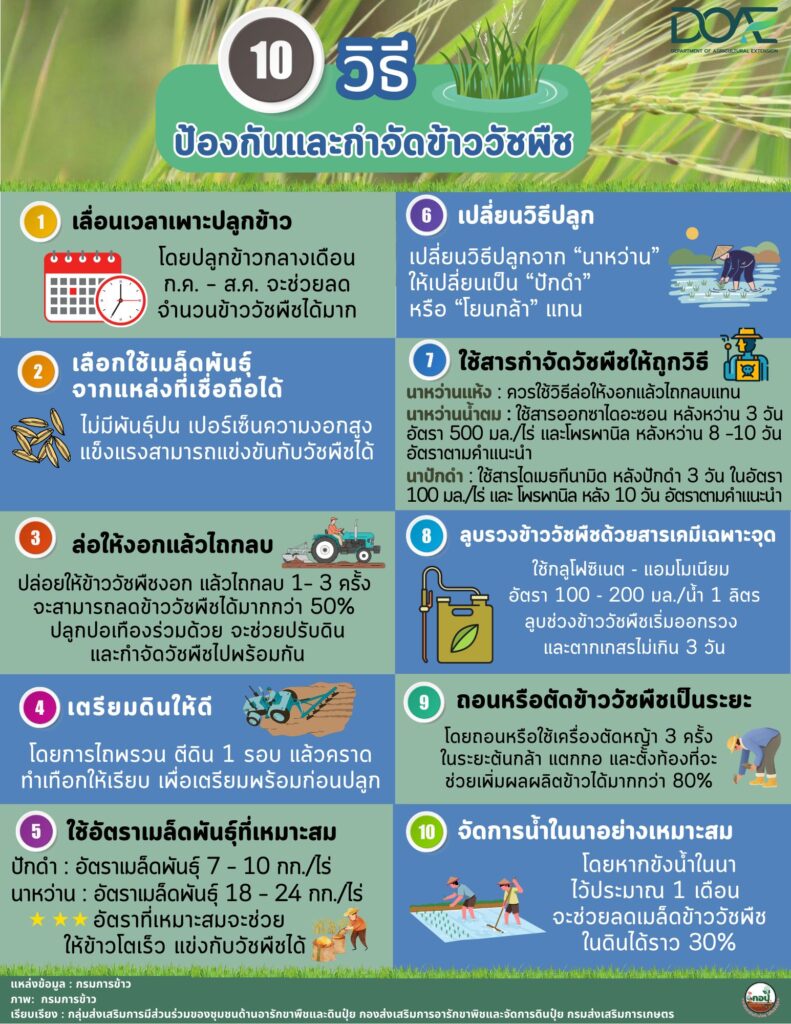 10 วิธีป้องกันและกำจัดข้าววัชพืช