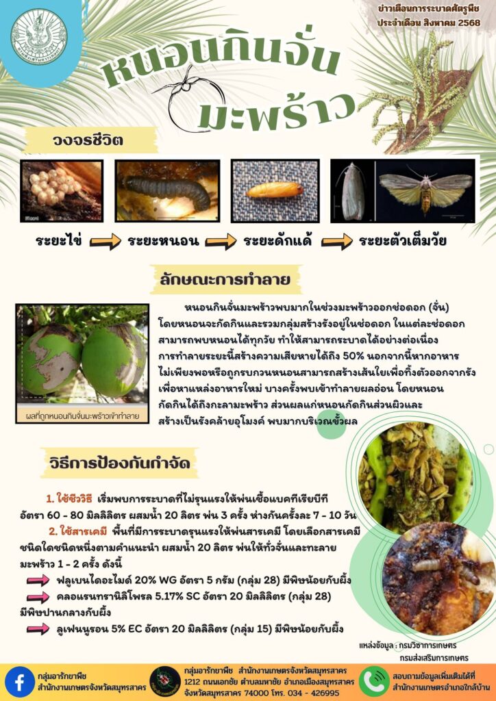 หนอนกินจั่นมะพร้าว หนอนกินจั่นมะพร้าว