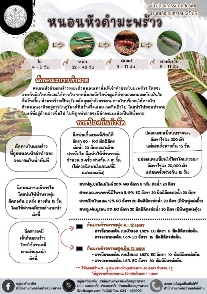 หนอนหัวดำมะพร้าว หนอนหัวดำมะพร้าว