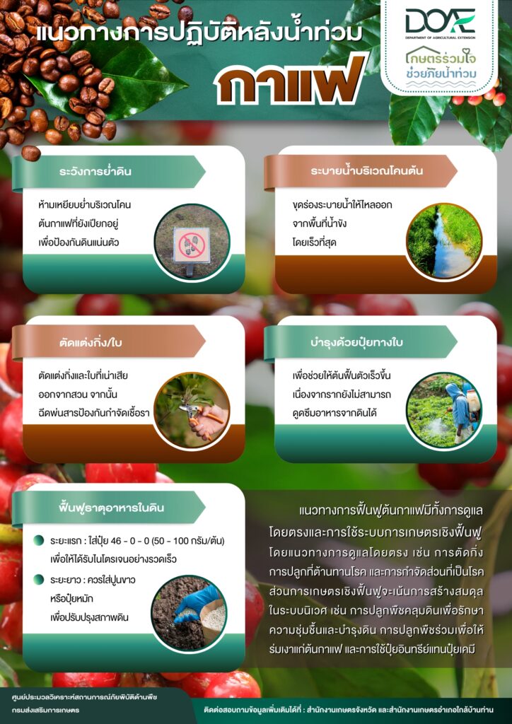 แนวทางการปฏิบัติหลังน้ำท่วม : กาแฟ แนวทางการปฏิบัติหลังน้ำท่วม : กาแฟ