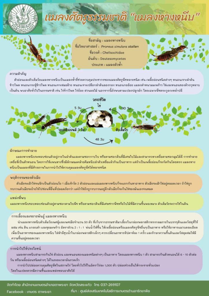 แมลงศัตรูธรรมชาติ “แมลงหางหนีบ” แมลงศัตรูธรรมชาติ “แมลงหางหนีบ”