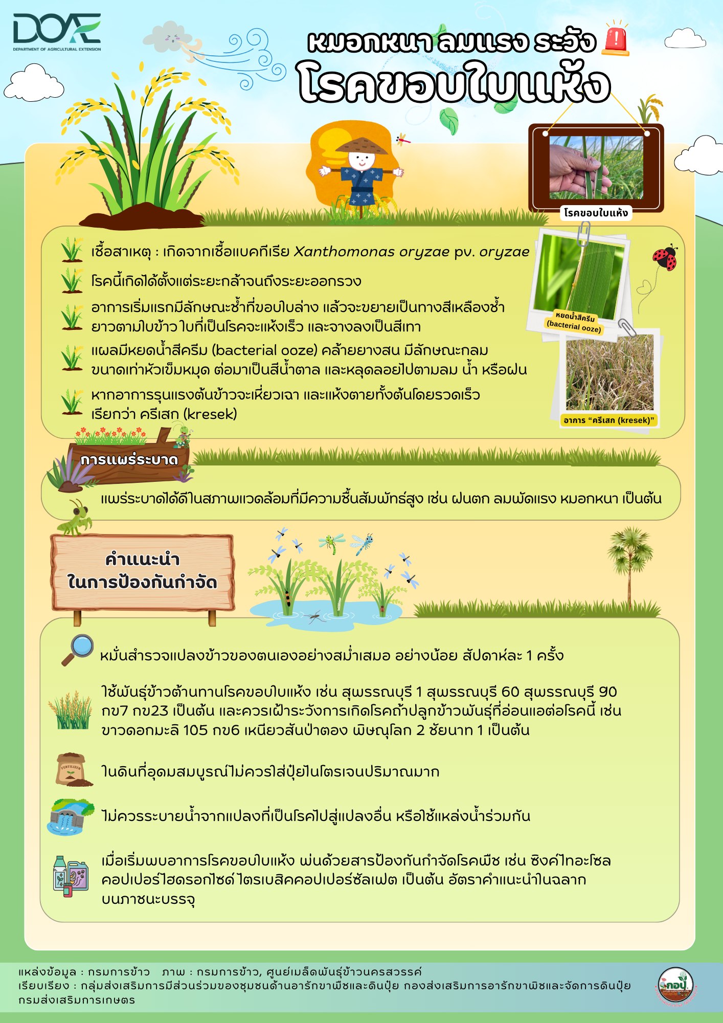 หมอกหนา ลมแรง ระวังโรคขอบใบแห้ง หมอกหนา ลมแรง ระวังโรคขอบใบแห้ง