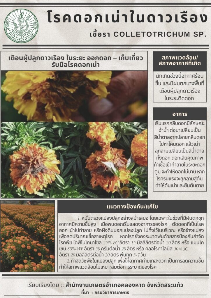 โรคดอกเน่าในดาวเรือง