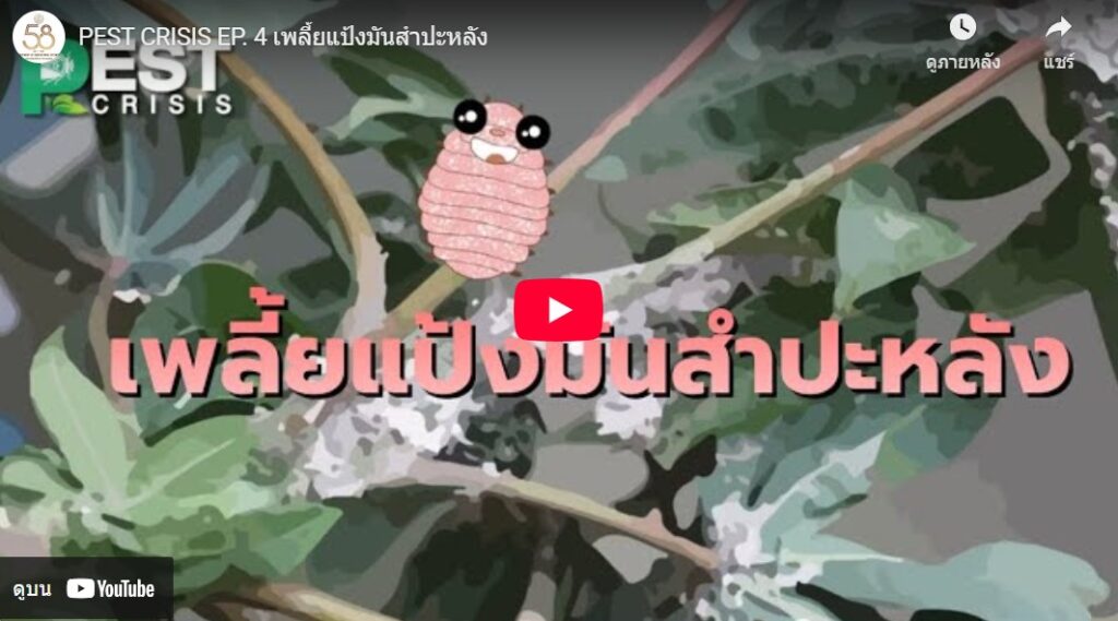 เพลี้ยแป้งมันสำปะหลัง (clip video) เพลี้ยแป้งมันสำปะหลัง (clip video)