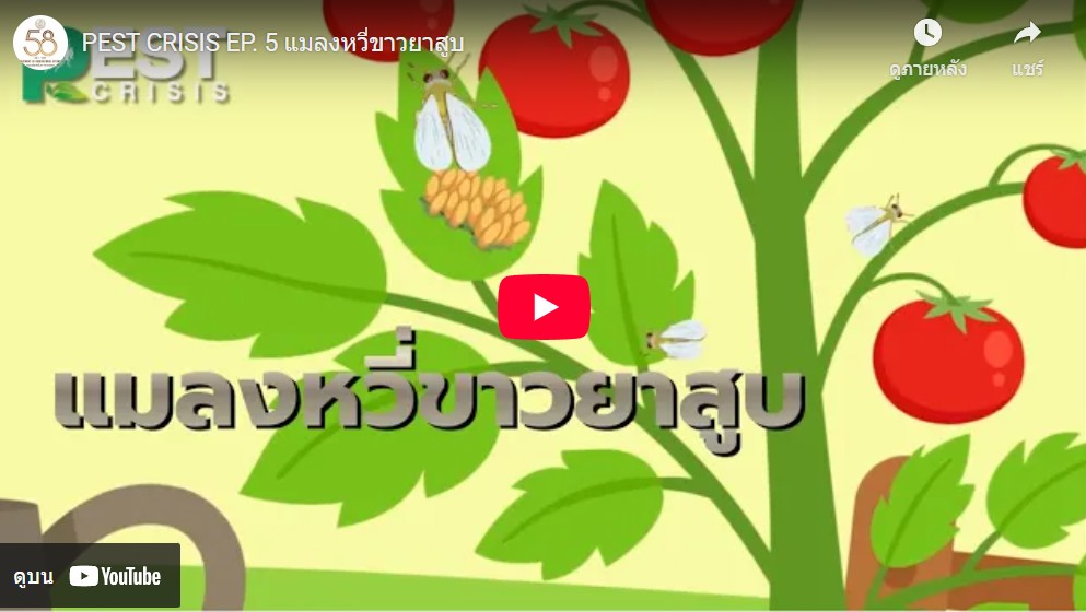 แมลงหวี่ขาวยาสูบ (clip video)