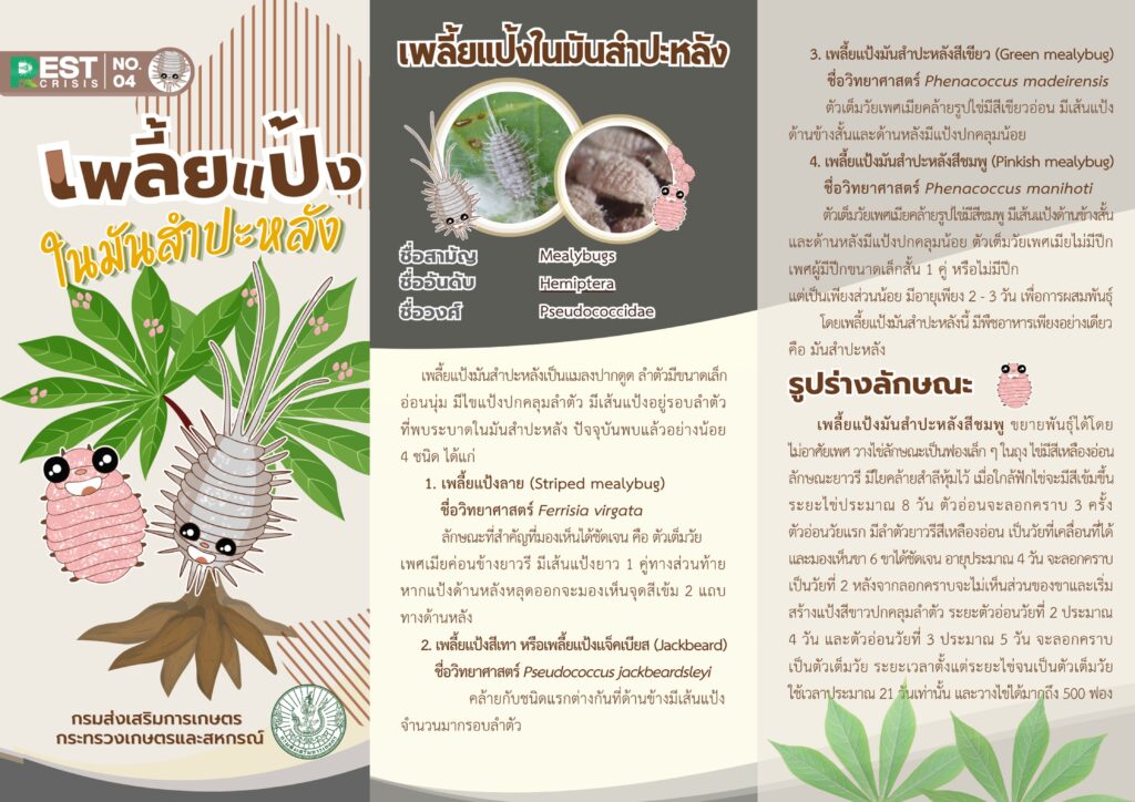 เพลี้ยแป้งในมันสำปะหลัง เพลี้ยแป้งในมันสำปะหลัง