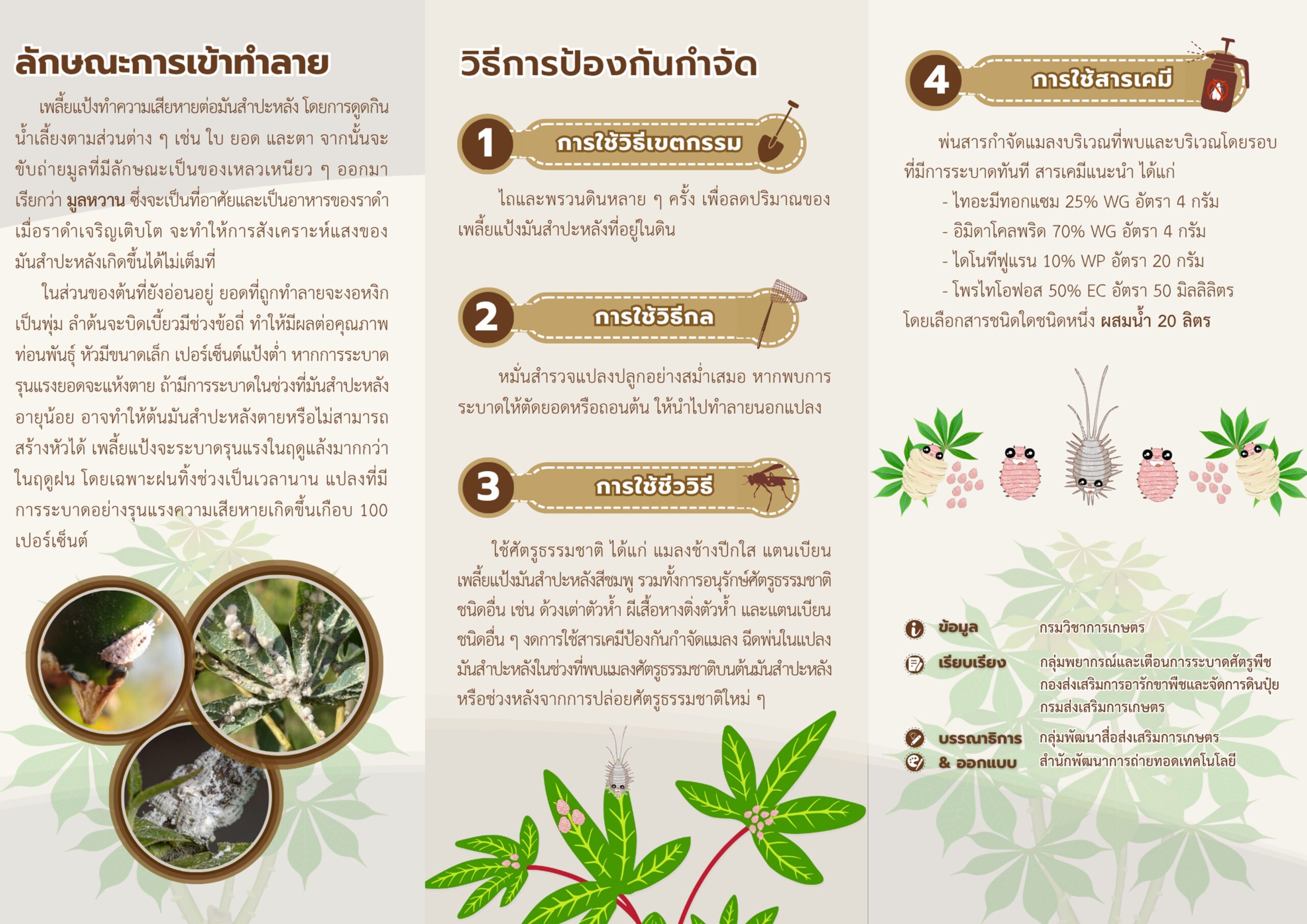 เพลี้ยแป้งในมันสำปะหลัง เพลี้ยแป้งในมันสำปะหลัง