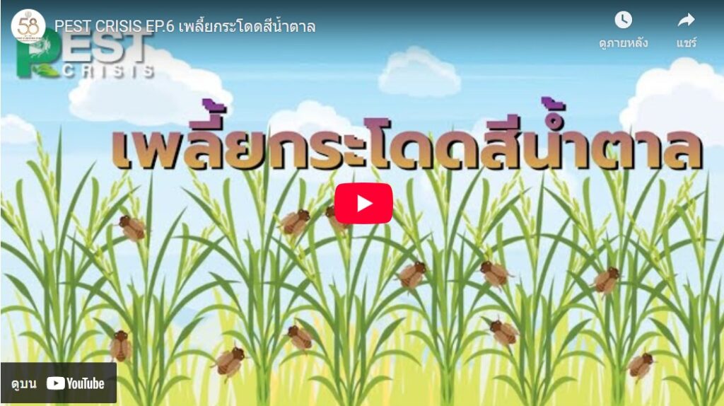เพลี้ยกระโดดสีน้ำตาล (clip video) เพลี้ยกระโดดสีน้ำตาล (clip video)