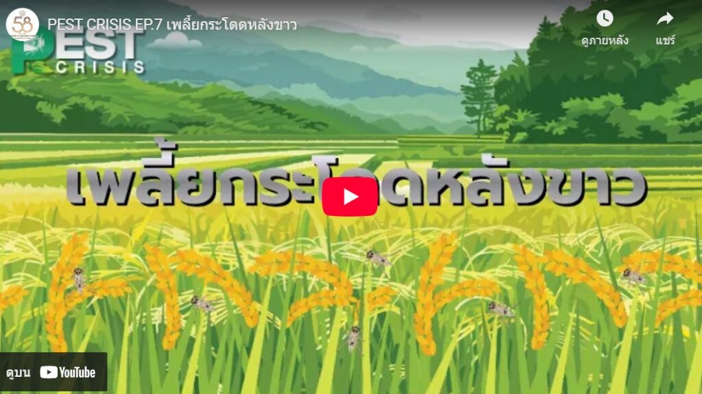 เพลี้ยกระโดดหลังขาว (clip video) เพลี้ยกระโดดหลังขาว (clip video)