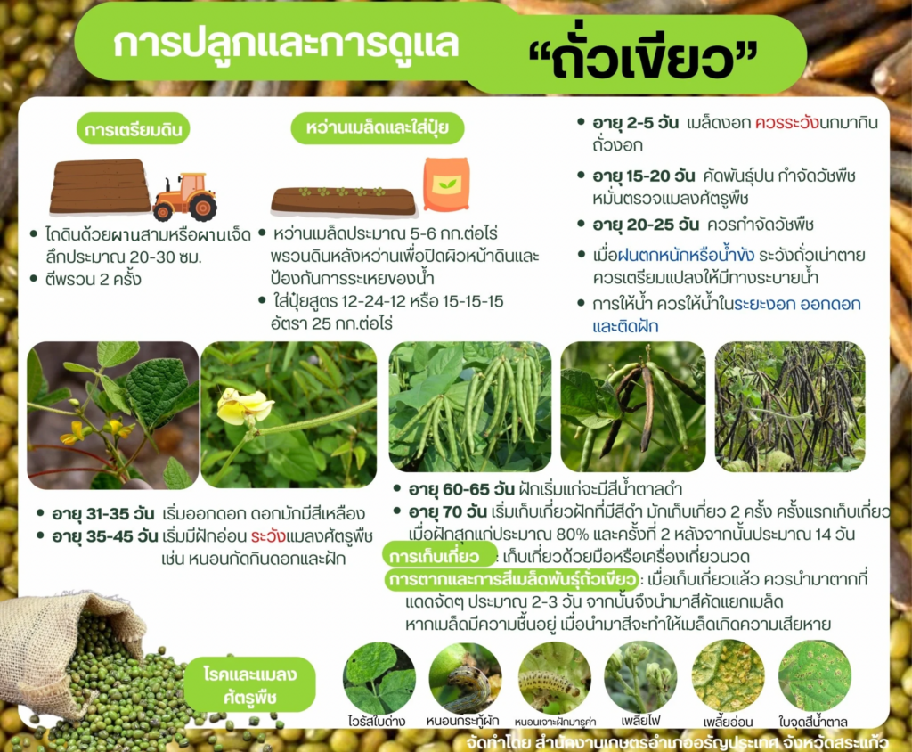 การปลูกและการดูแล "ถั่วเขียว" การปลูกและการดูแล "ถั่วเขียว"