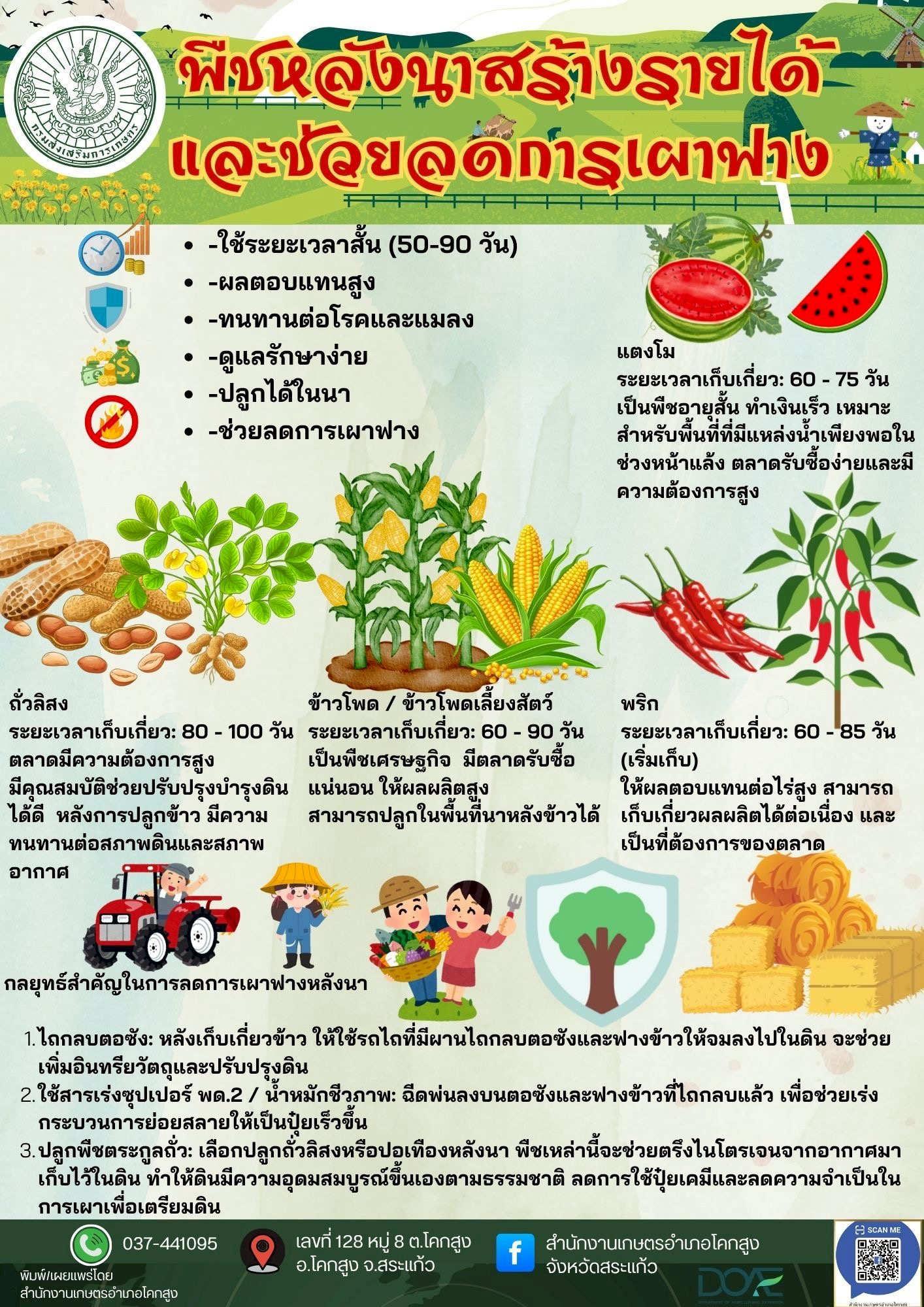 พืชหลังนาสร้างรายได้และช่วยลดการเผาฟาง พืชหลังนาสร้างรายได้และช่วยลดการเผาฟาง